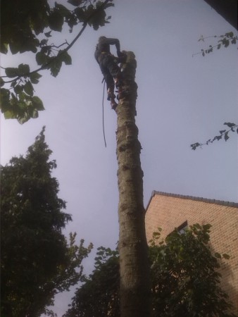 Boom omzagen in nabijheid van huizen 