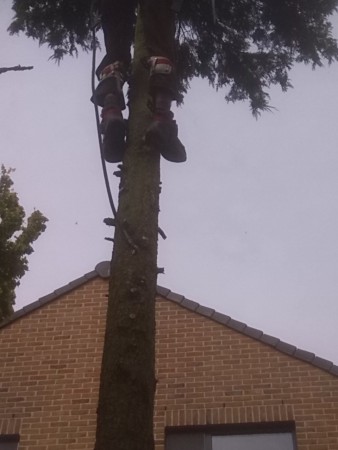 In boom klimmen met klimsporen