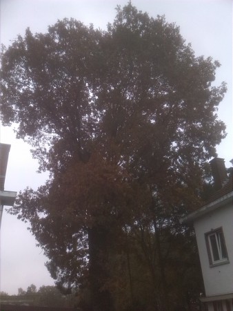 Boom omzagen in nabijheid van huis